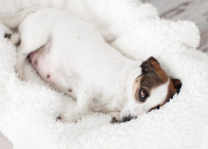 Preventing and Managing Unwanted Dog Pregnancies: A Guide for Responsible Owners