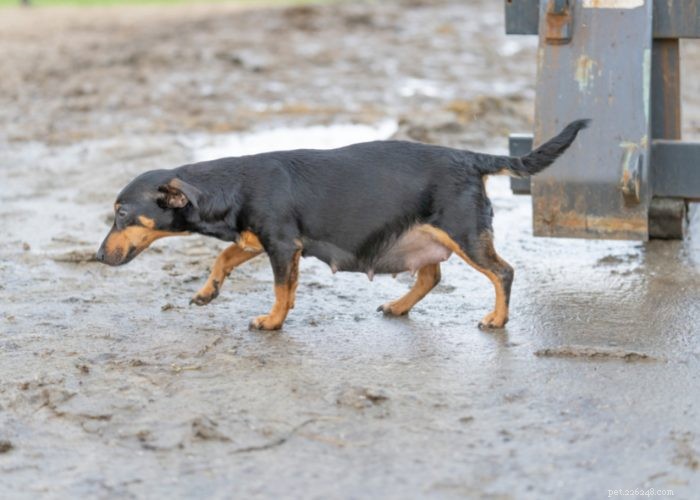 Preventing and Managing Unwanted Dog Pregnancies: A Guide for Responsible Owners