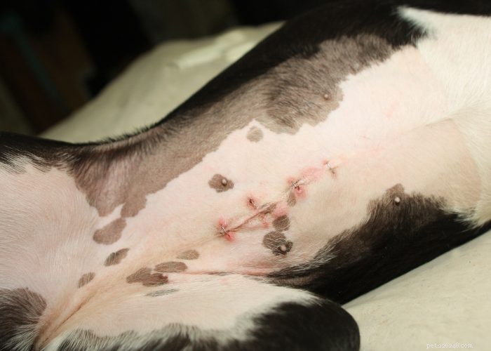 Preventing and Managing Unwanted Dog Pregnancies: A Guide for Responsible Owners
