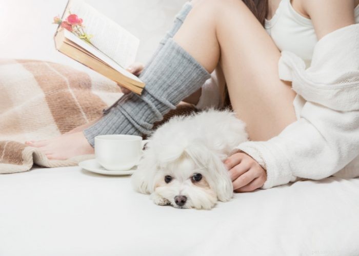 Preventing and Managing Unwanted Dog Pregnancies: A Guide for Responsible Owners