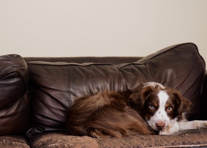 Preventing and Managing Unwanted Dog Pregnancies: A Guide for Responsible Owners