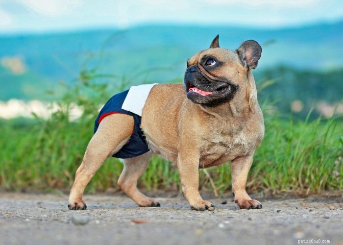 Preventing and Managing Unwanted Dog Pregnancies: A Guide for Responsible Owners