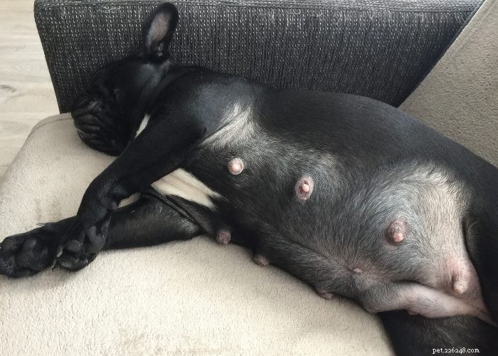 Preventing and Managing Unwanted Dog Pregnancies: A Guide for Responsible Owners