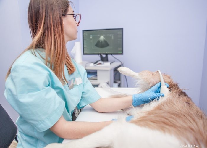 Preventing and Managing Unwanted Dog Pregnancies: A Guide for Responsible Owners