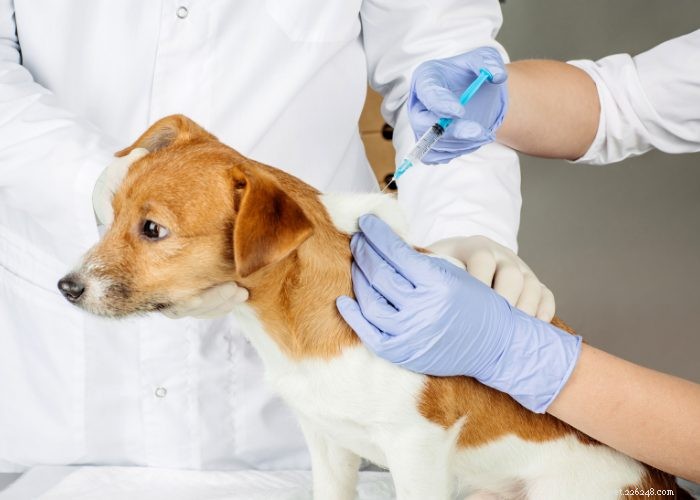 Preventing and Managing Unwanted Dog Pregnancies: A Guide for Responsible Owners