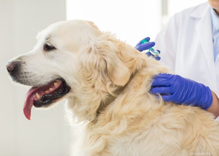 Preventing and Managing Unwanted Dog Pregnancies: A Guide for Responsible Owners