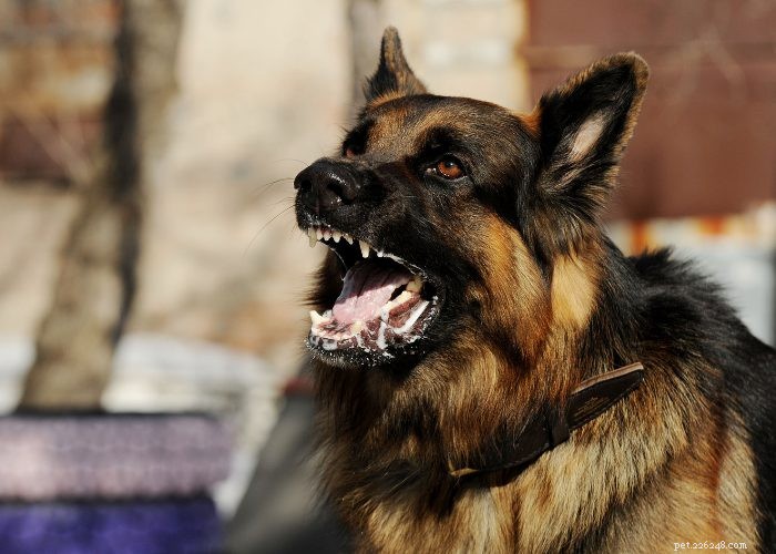 Top 7 Health Conditions Every Dog Owner Should Watch For