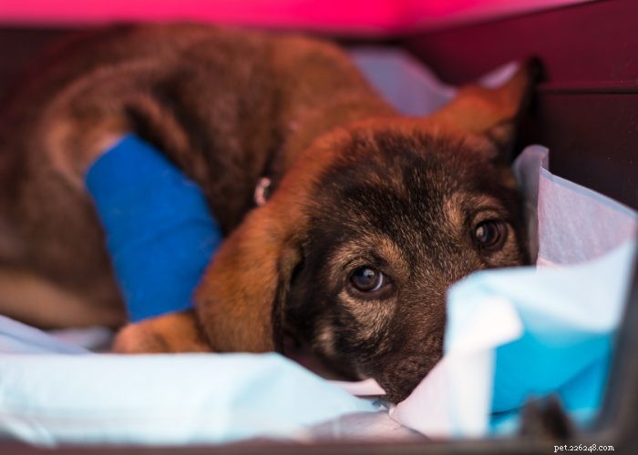 Top 7 Health Conditions Every Dog Owner Should Watch For