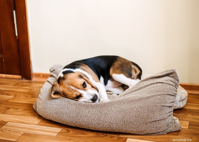 Top 7 Health Conditions Every Dog Owner Should Watch For