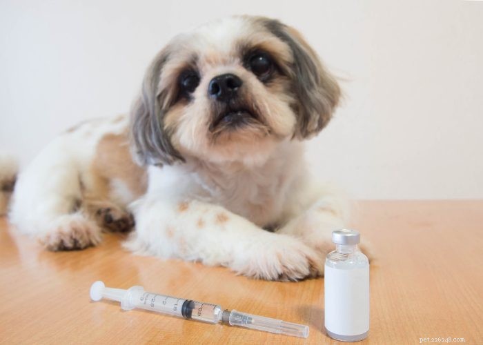 Top 7 Health Conditions Every Dog Owner Should Watch For