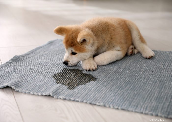 Top 7 Health Conditions Every Dog Owner Should Watch For