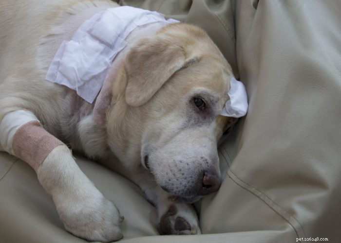 Top 7 Health Conditions Every Dog Owner Should Watch For