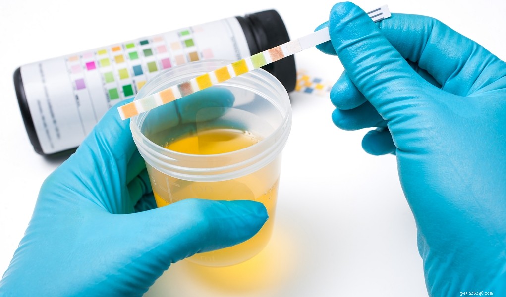 Effective Home Care for Your Dog’s Urinary Tract Infection