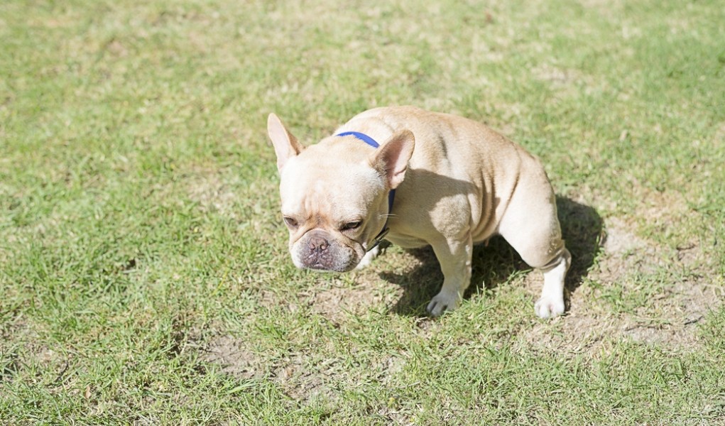 Effective Home Remedies for Treating Dog Constipation