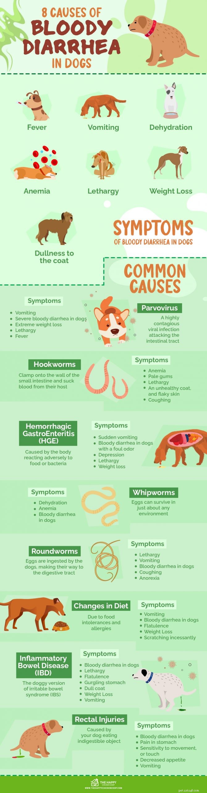 8 Common Causes of Bloody Diarrhea in Dogs & What to Do