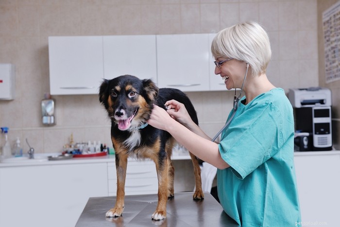 8 Common Causes of Bloody Diarrhea in Dogs & What to Do