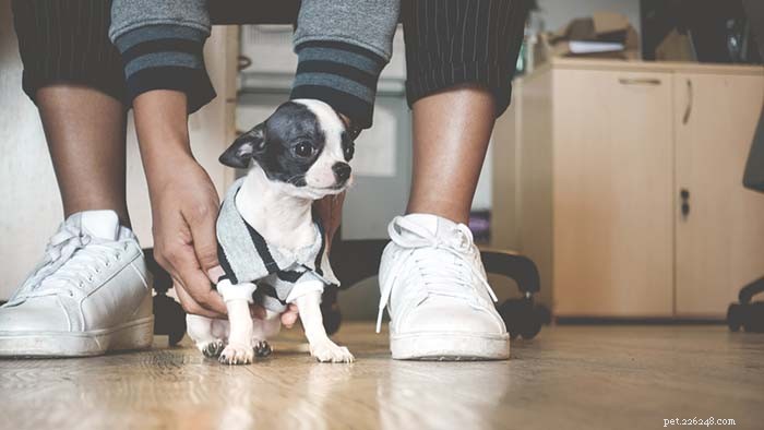 Mastering Canine Running: Essential Do s & Don ts for a Healthy, Successful Workout