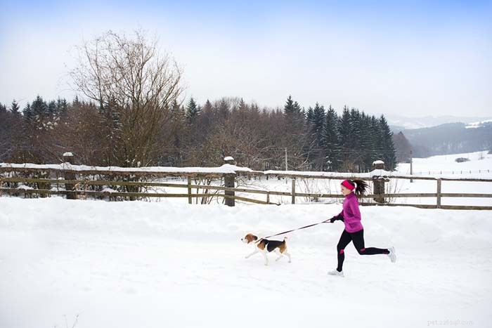 Mastering Canine Running: Essential Do s & Don ts for a Healthy, Successful Workout