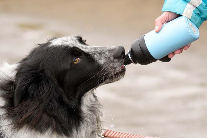 Mastering Canine Running: Essential Do s & Don ts for a Healthy, Successful Workout