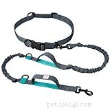 Mastering Canine Running: Essential Do s & Don ts for a Healthy, Successful Workout