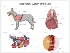 Understanding Dog Coughs: 7 Common Causes & How to Help Your Pet