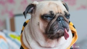 Understanding Dog Coughs: 7 Common Causes & How to Help Your Pet