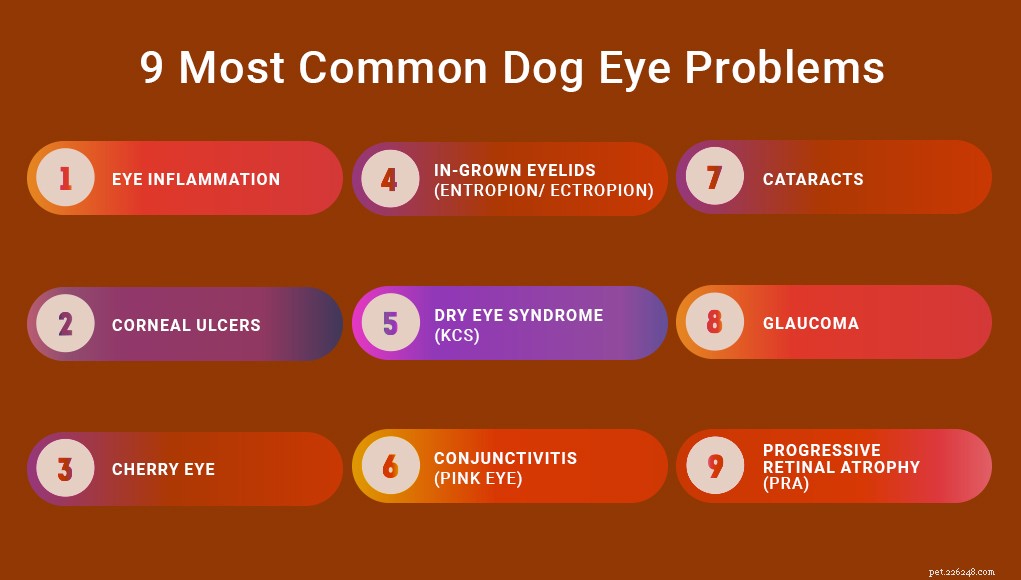 Common Dog Eye Problems: Symptoms, Causes, and Treatments