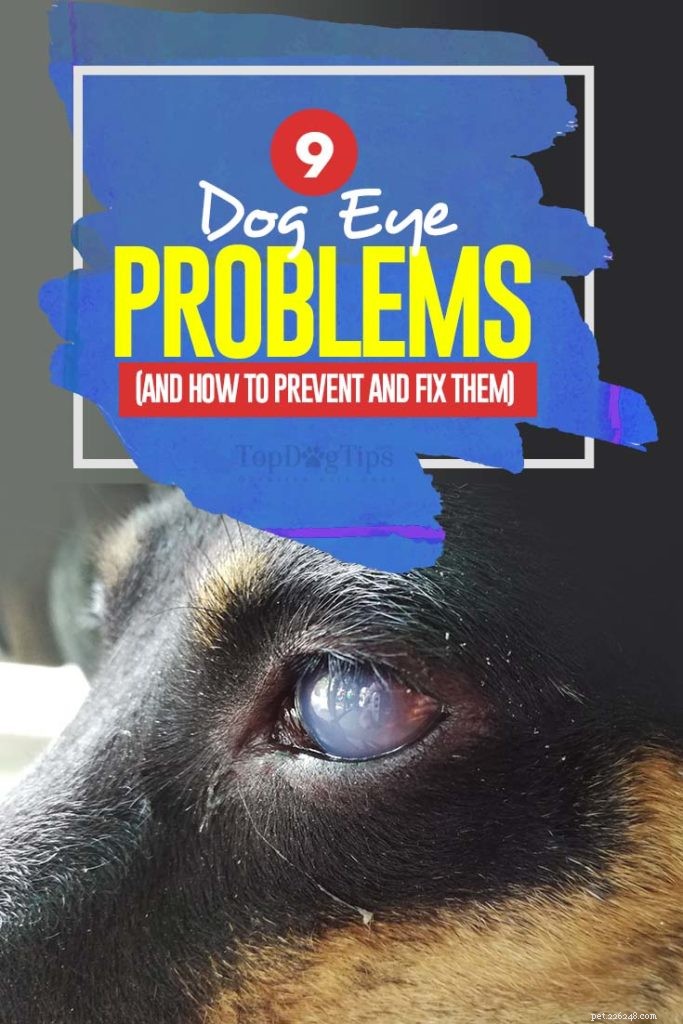 Common Dog Eye Problems: Symptoms, Causes, and Treatments