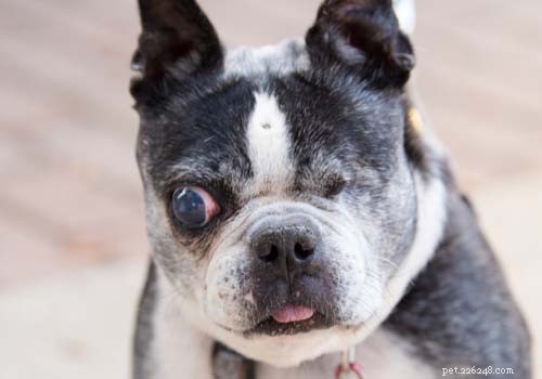 Common Dog Eye Problems: Symptoms, Causes, and Treatments