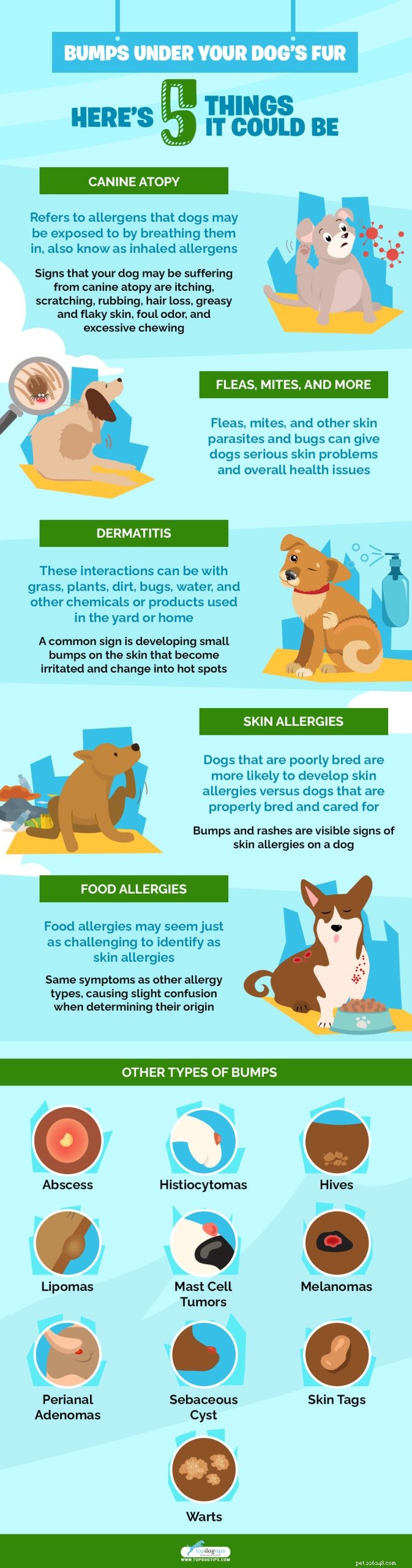 5 Common Causes of Bumps Under Your Dog’s Fur and How to Treat Them