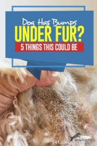 5 Common Causes of Bumps Under Your Dog’s Fur and How to Treat Them