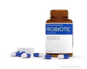 Prebiotics for Dogs: 6 Key Insights Every Owner Should Know