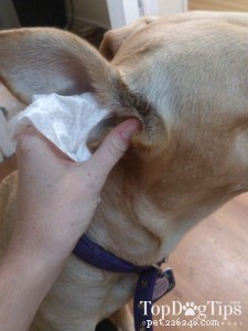 Managing Water in Your Dog’s Ears: Easy Steps for Comfort and Prevention