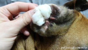 Managing Water in Your Dog’s Ears: Easy Steps for Comfort and Prevention