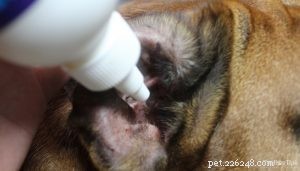 Managing Water in Your Dog’s Ears: Easy Steps for Comfort and Prevention