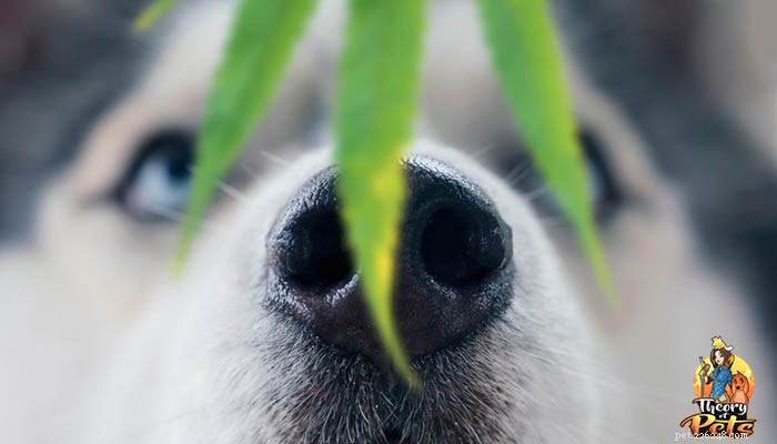 The Proven Benefits of CBD for Dogs: A Trusted Guide