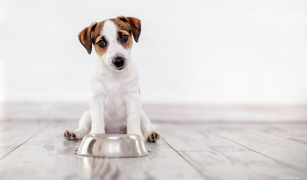 7 Proven Ways to Firm Up Your Dog’s Stool and Ease Diarrhea