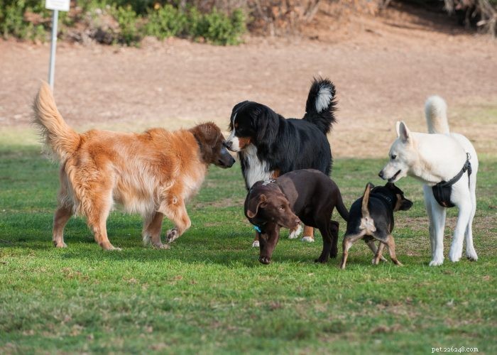 Effective Home Remedies for Dog Parvo: A Vet-Approved Guide