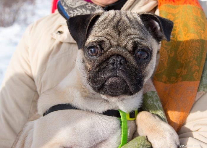Effective Home Remedies for Dog Parvo: A Vet-Approved Guide