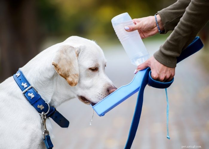 Effective Home Remedies for Dog Parvo: A Vet-Approved Guide
