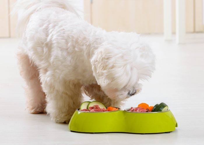 Effective Home Remedies for Dog Parvo: A Vet-Approved Guide