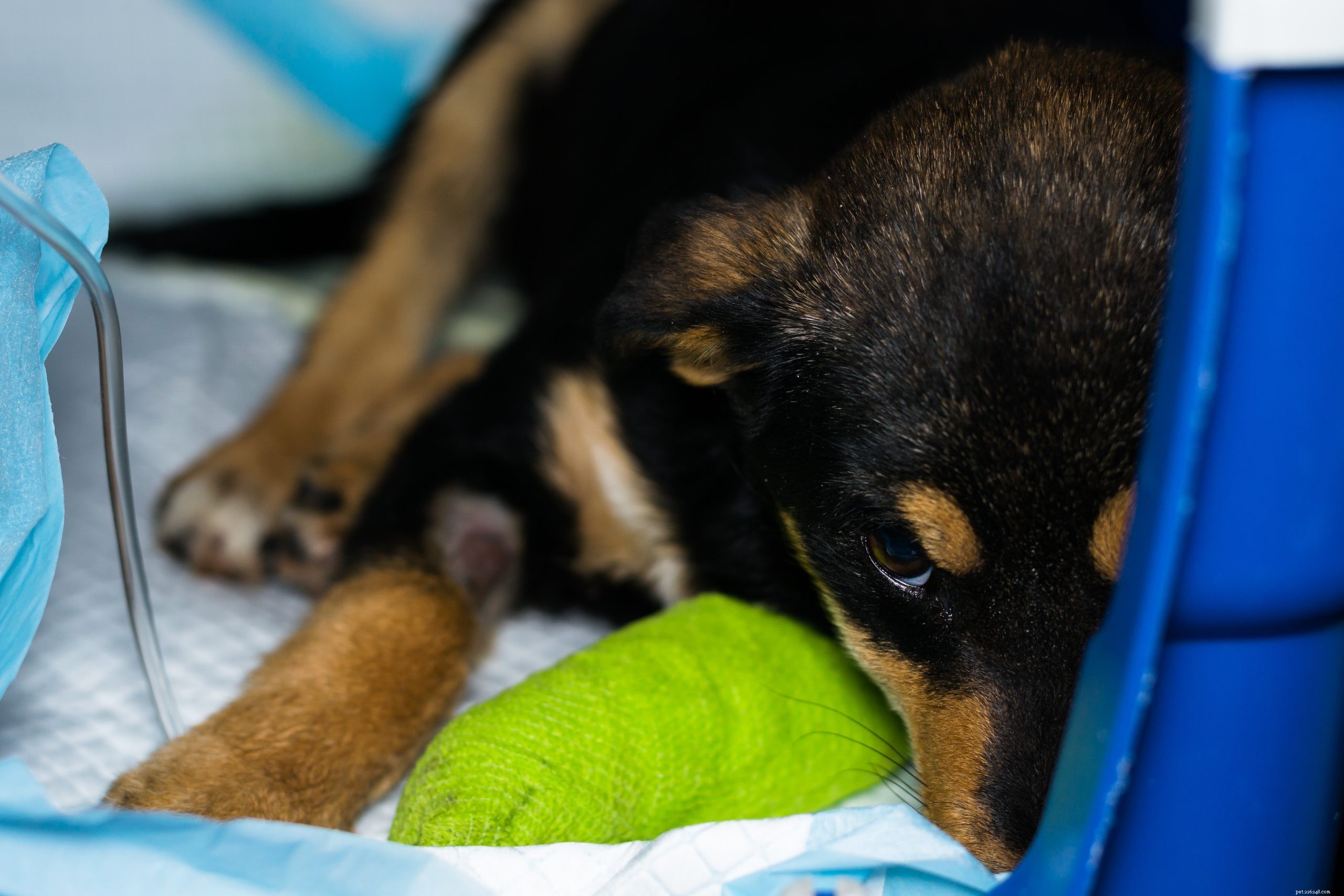Effective Home Remedies for Dog Parvo: A Vet-Approved Guide