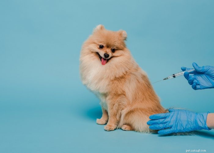 Effective Home Remedies for Dog Parvo: A Vet-Approved Guide