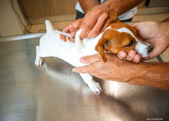 Effective Home Remedies for Dog Parvo: A Vet-Approved Guide