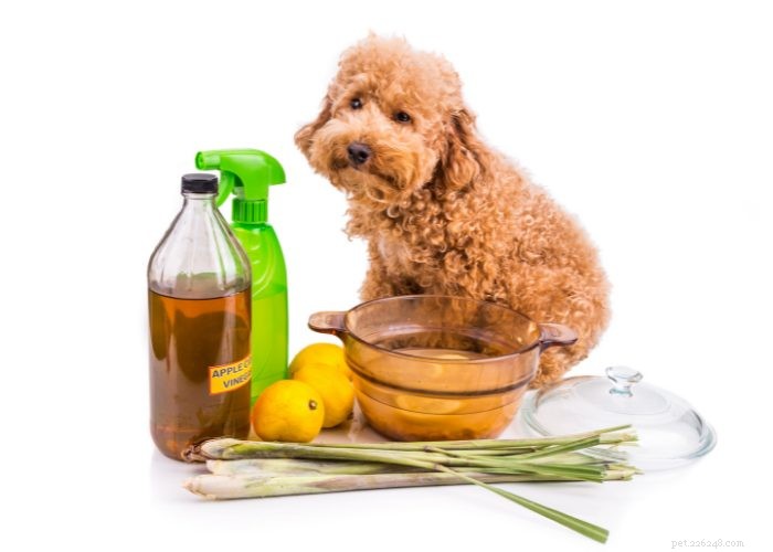 Effective Home Remedies for Dog Parvo: A Vet-Approved Guide