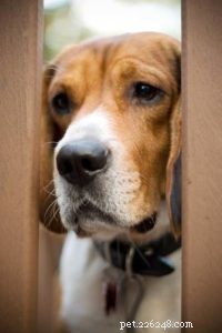 20 Expert Reasons Your Dog Won’t Eat or Drink (And Proven Solutions)