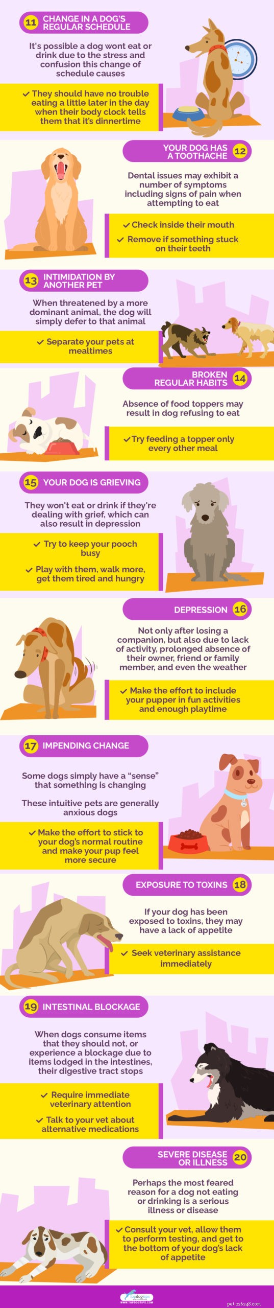 20 Expert Reasons Your Dog Won’t Eat or Drink (And Proven Solutions)