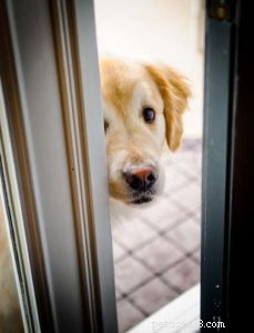 20 Expert Reasons Your Dog Won’t Eat or Drink (And Proven Solutions)