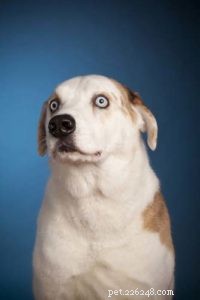 20 Expert Reasons Your Dog Won’t Eat or Drink (And Proven Solutions)