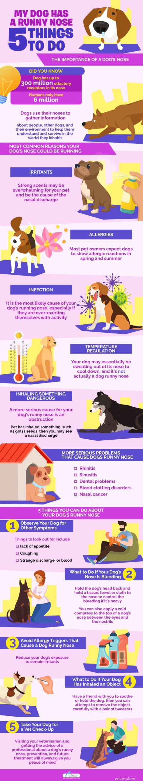 What to Do When Your Dog Has a Runny Nose: 5 Proven Steps